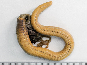  (Myxicola infundibulum - HMSC174-01503)  @11 [ ] by-nc-sa  Unspecified Huntsman Marine Science Centre