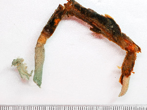  (Chone infundibuliformis - HMSC174-01504)  @11 [ ] by-nc-sa  Unspecified Huntsman Marine Science Centre