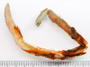  ( - HMSC174-01516E)  @11 [ ] by-nc-sa  Unspecified Huntsman Marine Science Centre