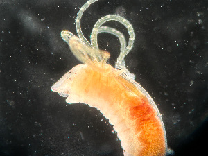  (Ampharete sibirica - HMSC174-01663)  @11 [ ] by-nc-sa  Unspecified Huntsman Marine Science Centre