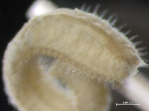  ( - HMSC174_01769)  @11 [ ] by-nc-sa  Unspecified Huntsman Marine Science Centre