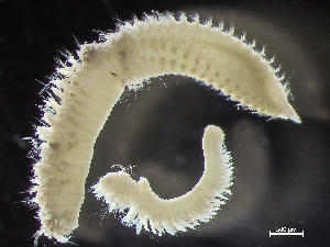  ( - HMSC174_01791)  @11 [ ] by-nc-sa  Unspecified Huntsman Marine Science Centre