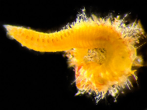  ( - HMSC174_01791)  @11 [ ] by-nc-sa  Unspecified Huntsman Marine Science Centre
