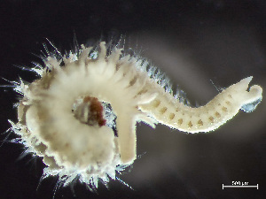  ( - HMSC174_01792)  @11 [ ] by-nc-sa  Unspecified Huntsman Marine Science Centre