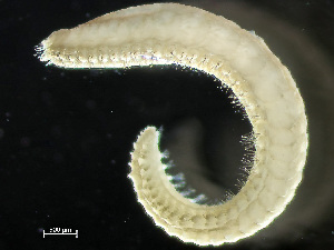  ( - HMSC174_01832)  @11 [ ] by-nc-sa  Unspecified Huntsman Marine Science Centre