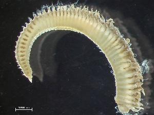  (Leitoscoloplos cf. pustulus - HMSC174_02179)  @11 [ ] by-nc-sa  Unspecified Huntsman Marine Science Centre