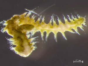  ( - HMSC174_02249)  @11 [ ] by-nc-sa  Unspecified Huntsman Marine Science Centre