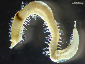  ( - HMSC174_02299)  @11 [ ] by-nc-sa  Unspecified Huntsman Marine Science Centre