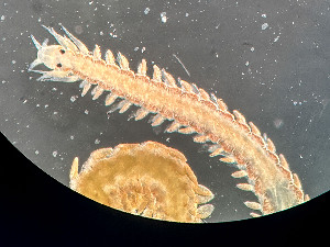 ( - HMSC174_02402)  @11 [ ] by-nc-sa  Unspecified Huntsman Marine Science Centre