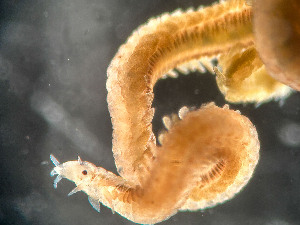  ( - HMSC174_02403)  @11 [ ] by-nc-sa  Unspecified Huntsman Marine Science Centre