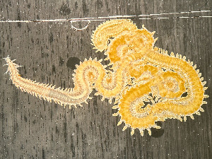  ( - HMSC174_02405)  @11 [ ] by-nc-sa  Unspecified Huntsman Marine Science Centre