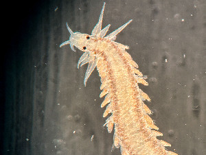  ( - HMSC174_02408)  @11 [ ] by-nc-sa  Unspecified Huntsman Marine Science Centre
