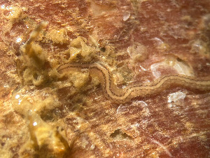  ( - HMSC174_02410)  @11 [ ] by-nc-sa  Unspecified Huntsman Marine Science Centre