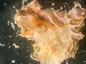  ( - HMSC174_02411)  @11 [ ] by-nc-sa  Unspecified Huntsman Marine Science Centre