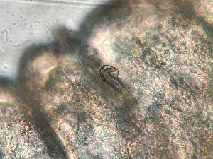  ( - HMSC174_02412)  @11 [ ] by-nc-sa  Unspecified Huntsman Marine Science Centre
