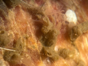  ( - HMSC174_02412)  @11 [ ] by-nc-sa  Unspecified Huntsman Marine Science Centre