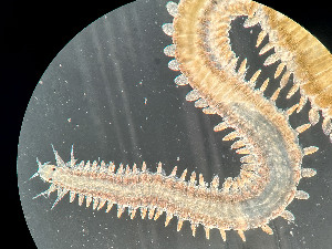  ( - HMSC174_02414)  @11 [ ] by-nc-sa  Unspecified Huntsman Marine Science Centre