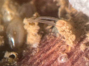  ( - HMSC174_02415)  @11 [ ] by-nc-sa  Unspecified Huntsman Marine Science Centre