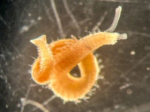  ( - HMSC174_02416)  @11 [ ] by-nc-sa  Unspecified Huntsman Marine Science Centre