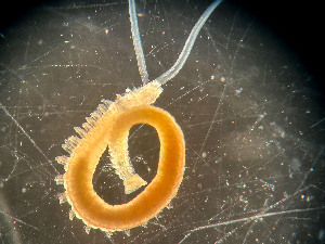 ( - HMSC174_02418)  @11 [ ] by-nc-sa  Unspecified Huntsman Marine Science Centre