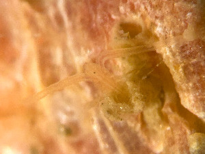  ( - HMSC174_02419)  @11 [ ] by-nc-sa  Unspecified Huntsman Marine Science Centre