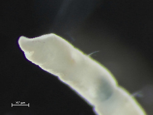  (Clymenura polaris - HMSC174_02448)  @11 [ ] by-nc-sa  Unspecified Huntsman Marine Science Centre