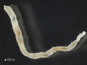  ( - HMSC174_02448)  @11 [ ] by-nc-sa  Unspecified Huntsman Marine Science Centre