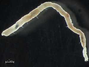  ( - HMSC174_02448)  @11 [ ] by-nc-sa  Unspecified Huntsman Marine Science Centre