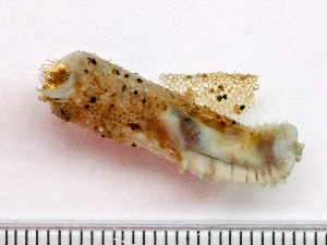  (Pectinaria gouldii - HMSC174_02959)  @11 [ ] by-nc-sa  Unspecified Huntsman Marine Science Centre