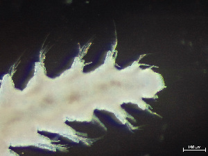  ( - HMSC174_03019)  @11 [ ] by-nc-sa  Unspecified Huntsman Marine Science Centre