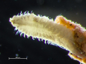  (Dipolydora quadrilobata - HMSC174_03077)  @11 [ ] by-nc-sa  Unspecified Huntsman Marine Science Centre