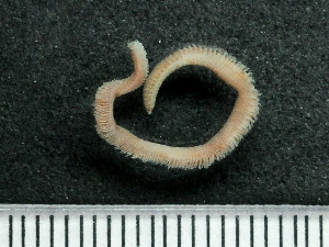  (Leitoscoloplos fragilis - HMSC174_03134)  @11 [ ] by-nc-sa  Unspecified Huntsman Marine Science Centre
