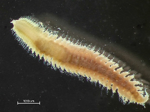  (Hypereteone - HMSC174_03154)  @11 [ ] by-nc-sa  Unspecified Huntsman Marine Science Centre