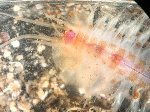  ( - HMSC174_03185)  @11 [ ] by-nc-sa  Unspecified Huntsman Marine Science Centre