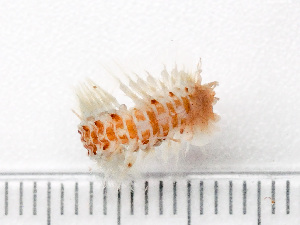  ( - HMSC174_03185)  @11 [ ] by-nc-sa  Unspecified Huntsman Marine Science Centre