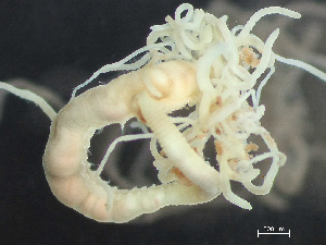  ( - HMSC174_03315)  @11 [ ] by-nc-sa  Unspecified Huntsman Marine Science Centre