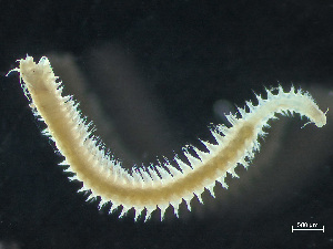  (Nereis grayi - HMSC174_03361)  @11 [ ] by-nc-sa  Unspecified Huntsman Marine Science Centre