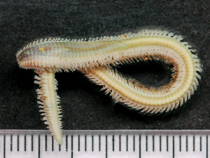  ( - HMSC174-03427)  @11 [ ] by-nc-sa  Unspecified Huntsman Marine Science Centre