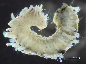  (Scolelepis bousfieldi - HMSC174_03459)  @11 [ ] by-nc-sa  Unspecified Huntsman Marine Science Centre