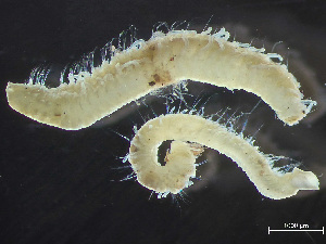  (Polydora cornuta - HMSC174_03483)  @11 [ ] by-nc-sa  Unspecified Huntsman Marine Science Centre