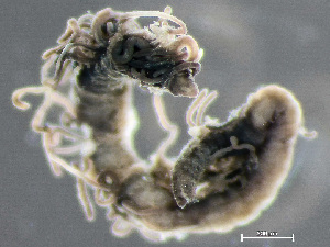  (Caulleriella - HMSC174-03497)  @11 [ ] by-nc-sa  Unspecified Huntsman Marine Science Centre