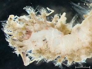  ( - HMSC174-03571)  @11 [ ] by-nc-sa  Unspecified Huntsman Marine Science Centre