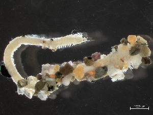 ( - HMSC174-03589)  @11 [ ] by-nc-sa  Unspecified Huntsman Marine Science Centre