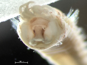  (Ampharete sibirica - HMSC174-03625)  @11 [ ] by-nc-sa  Unspecified Huntsman Marine Science Centre