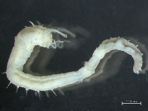  ( - HMSC174_03740)  @11 [ ] by-nc-sa  Unspecified Huntsman Marine Science Centre