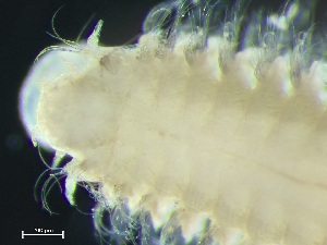  (Aglaophamus circinata - HMSC174_03796)  @11 [ ] by-nc-sa  Unspecified Huntsman Marine Science Centre