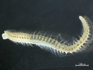  ( - HMSC174_03796)  @11 [ ] by-nc-sa  Unspecified Huntsman Marine Science Centre