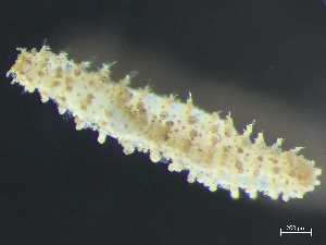  ( - HMSC174_03810)  @11 [ ] by-nc-sa  Unspecified Huntsman Marine Science Centre