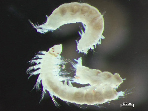  ( - HMSC174_03846)  @11 [ ] by-nc-sa  Unspecified Huntsman Marine Science Centre