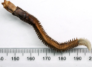  ( - HMSC174_03973)  @11 [ ] by-nc-sa  Unspecified Huntsman Marine Science Centre